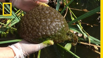 What is this Brain-Like Blob Found in a Lagoon? | National Geographic