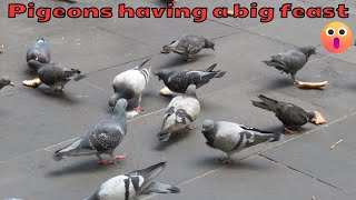 Pigeons feasting on big pieces of bread