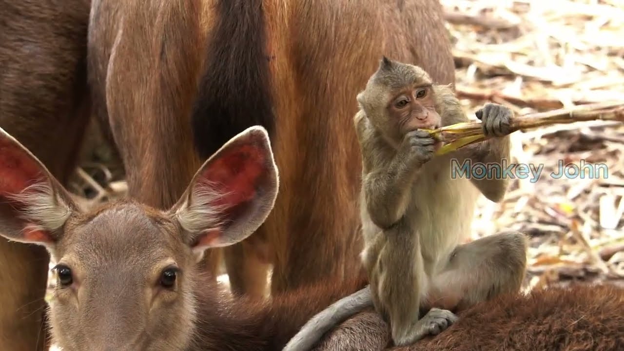 Monkey Jumping on deer's back - Monkeys and Deer Being Best Friends # ...