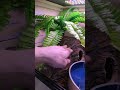 High humidity DIY improvements for Mojave Ecoflex reptile enclosure