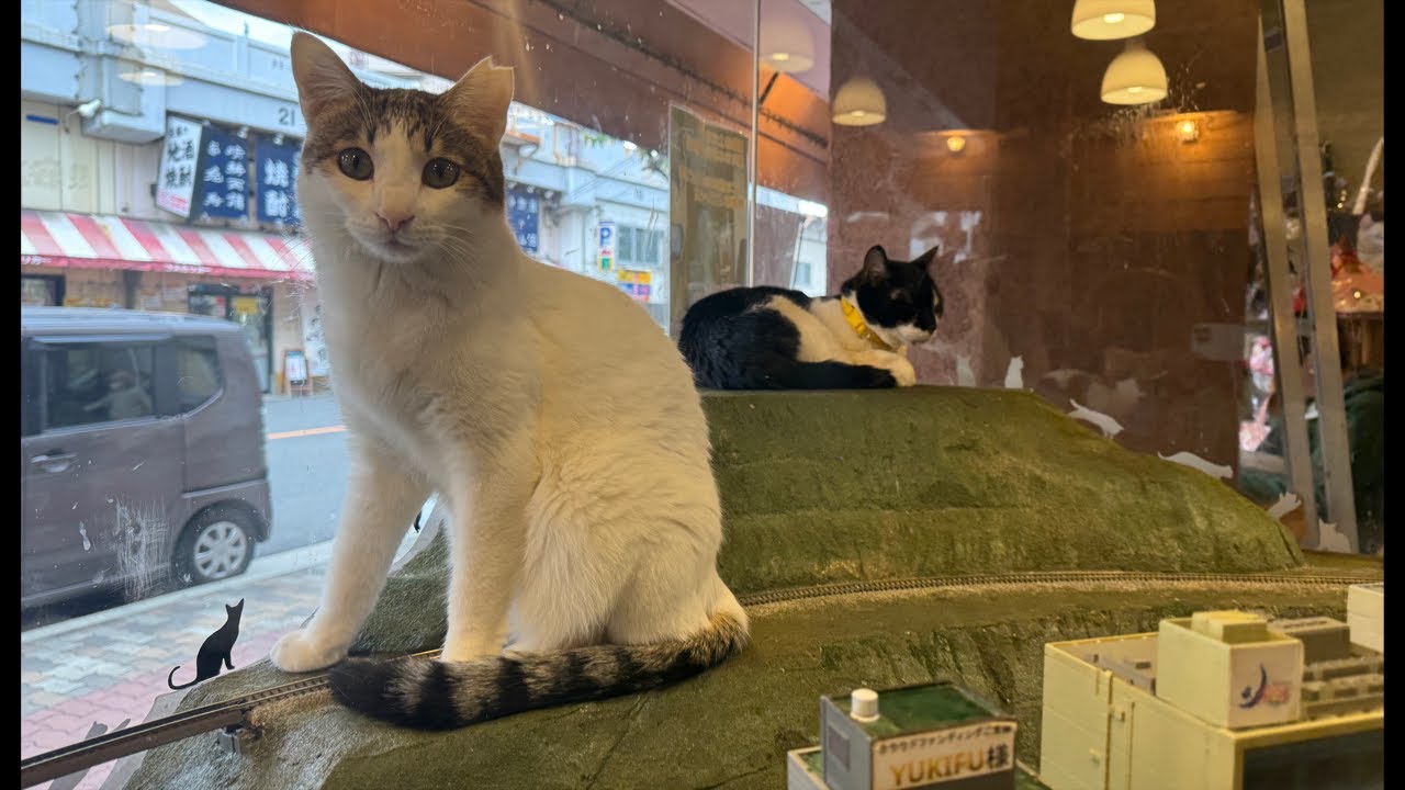 Please support the cats with your Super Chats!