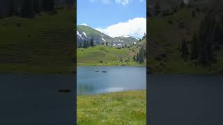 Field Of Flowers Frame Alpine Lake