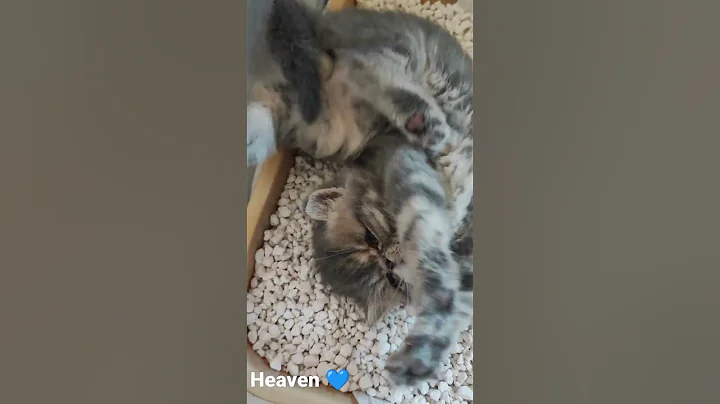 Watch the video about Heaven, cucciolo di exotic shorthair Blue tabby.