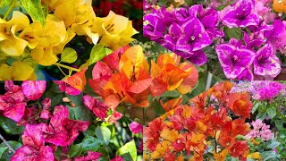 Top Rare Variety Bougainvillea for Sale Starting at 150 Bougainvillea Plants Zahar Gar