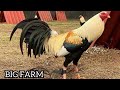 Big farm beautiful birds victor silva farm visit