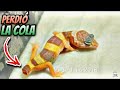 Perdida de Cola en Gecko Leopardo