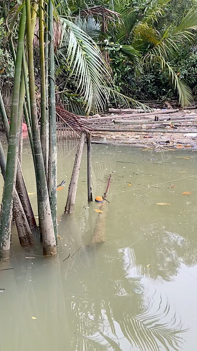 Sudah pasti banyak kakap putih nya, mancing kakap putih pakai pelampung #mancing #fishing