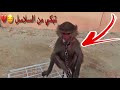 قردة انحاشت من اصحابها وتورطنا فيها 😳🐒