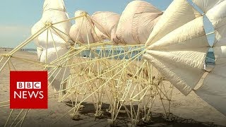 Skeletal 'beests' walk the shoreline - BBC News