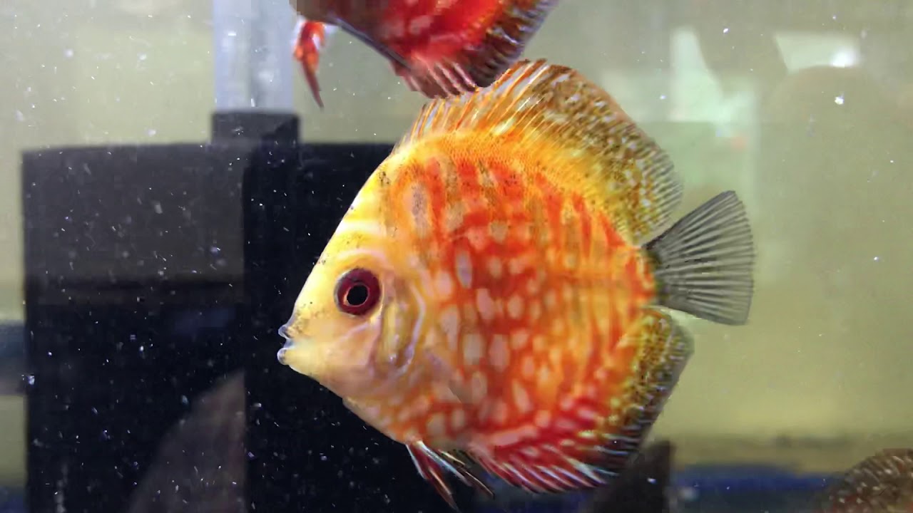 camera iphone 8 plus apk Customer order (Doug) Cheshire Oaks Discus