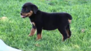 Rottweiler Puppies For Sale John E  Stoltzfus Jr