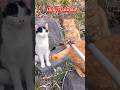 หนูๆยังเด็กอยู่ #cat #แมว #kittychannelniyafil #ทาสแมว #kitty