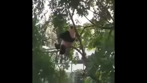 This is why pandas are endangered