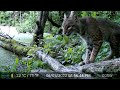 Bobcat up close, call of a catbird, and rodents runabout! : Trail cam