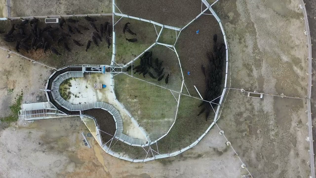 Te Pari Cattle Yards | Optimum Cattle Flow