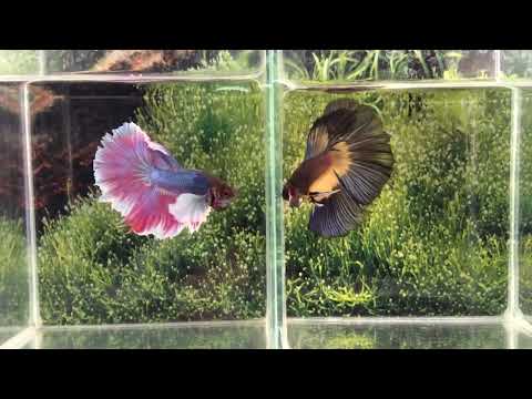 Video Red and blue Dumbo Halfmoon male Betta. - youtube