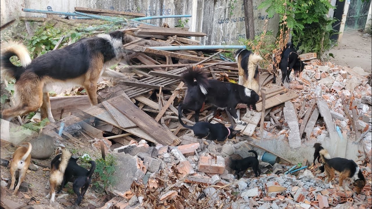 Search activities in abandoned places.🐕