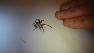 видео Укус большого белого паука