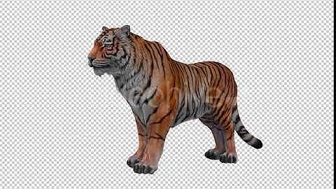 Tiger Looped 2 | Motion Graphics - Envato elements