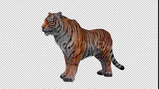 Tiger Looped 2 | Motion Graphics - Envato elements