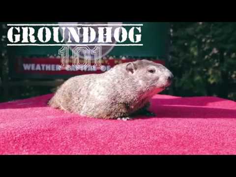 Video: PETA Məşhur Groundhog Proqnostikatorunu Dəyişdirməyə çalışır