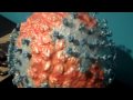 Unveiling Disease Detectives Behind the Scenes of Health and Biology