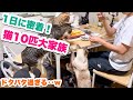 保護猫10匹多頭飼いの1日に密着したら大忙しでしたｗｗ【いつもこんな感じで過ごしてます】
