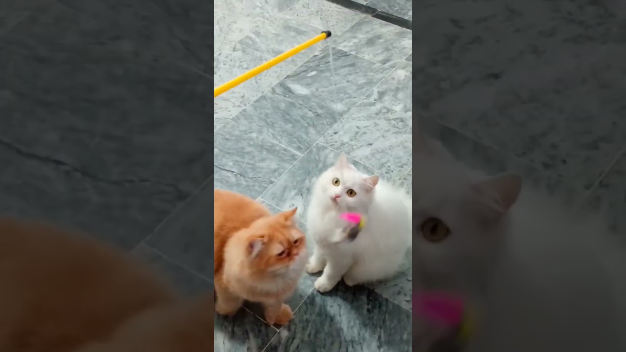 Cat vs Mouse The Ultimate Playtime Battle! 😼🐭