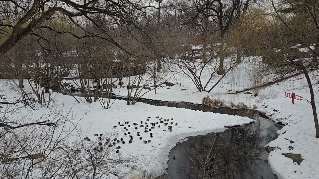 Manhattan, New York | 12:00 | Urban View 022 | Central Park Snowy Lake & Ducks