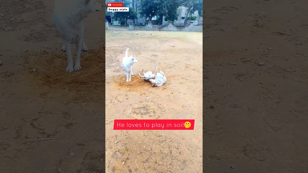 my daily vlog #2 | dog vlogs 