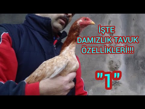 Video: Doğru Tavuk Nasıl Seçilir