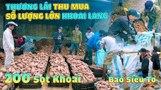 Quanglinhvlogs || 200 Sọt Khoai - Thương Lái Thu Mua Số Lượng Khoai Lang Khổng Lồ Của Farm