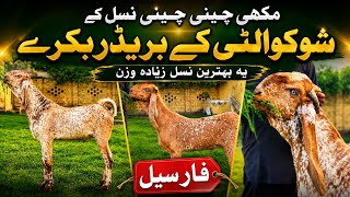 Makhi Chini Breeder Bakray 🐐 | Chakwal Goat Farm 