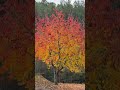 Sonbaharda Orman Yürüyüşü – Huzur Dolu Dakikalar #tree #spring #autumn #ytdayibenionecikarnolur