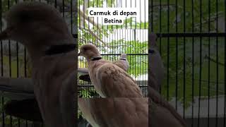 Burung Puter Mencoba Menggoda Puter Betin Kiw Kiw Cukurukuk #puter #puterpelung #videoviral #fyp