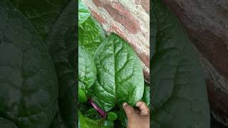 छत गर्डनिंग पोईए पौधे# gardening poeai ke paudhe #shorts #viral #song