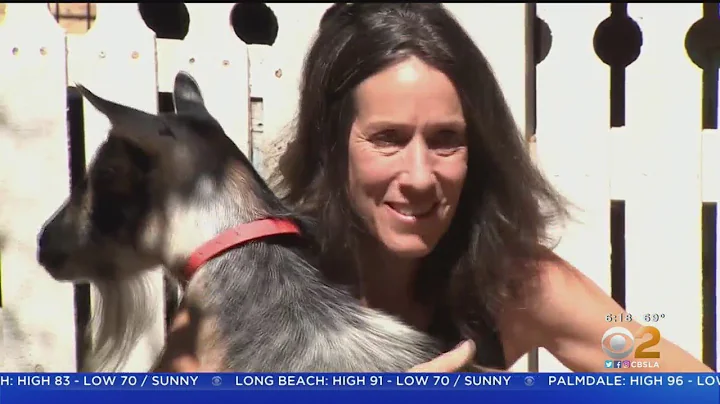 STEAM: Michelle Tritten is a goat handler and trai...