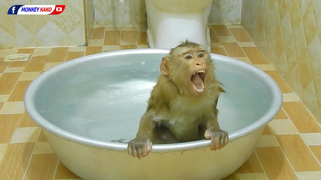 Obedient Monkey | Adorable Kako Taking Bath And Swim In Big Bowl