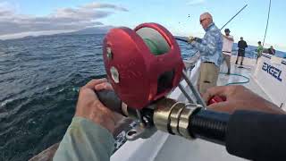 Famous Yo Yo jigging Yellowtail with a slow pitch rod and reel. Wealth