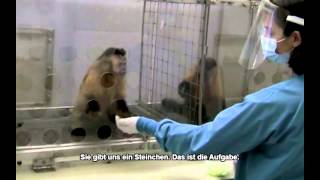 2 Äffchen Wurden Ungleich Entlohnt. Ihre Reaktion Ist Einfach Zum Schreien.