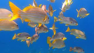 Raja Ampat 2022 4K extended/complete version