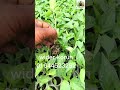 বল্টু মরিজের চারা লাগলে যোগাযোগ করুন #everyone #sorts #কৃষকের #মরিচের # #farming #বল্টু_মরিচ #চারা