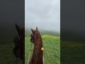 #reels #horse #врек #лошади #рек #rek #втоп #love #природа #rek #рекомендации #рекомендации