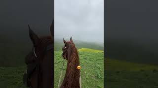 #reels #horse #врек #лошади #рек #rek #втоп #love #природа #rek #рекомендации #рекомендации
