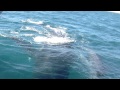 Humpback Whales Swim Under our Boat at Coral Bay Western Australia 2011 - Brian Shirtliff