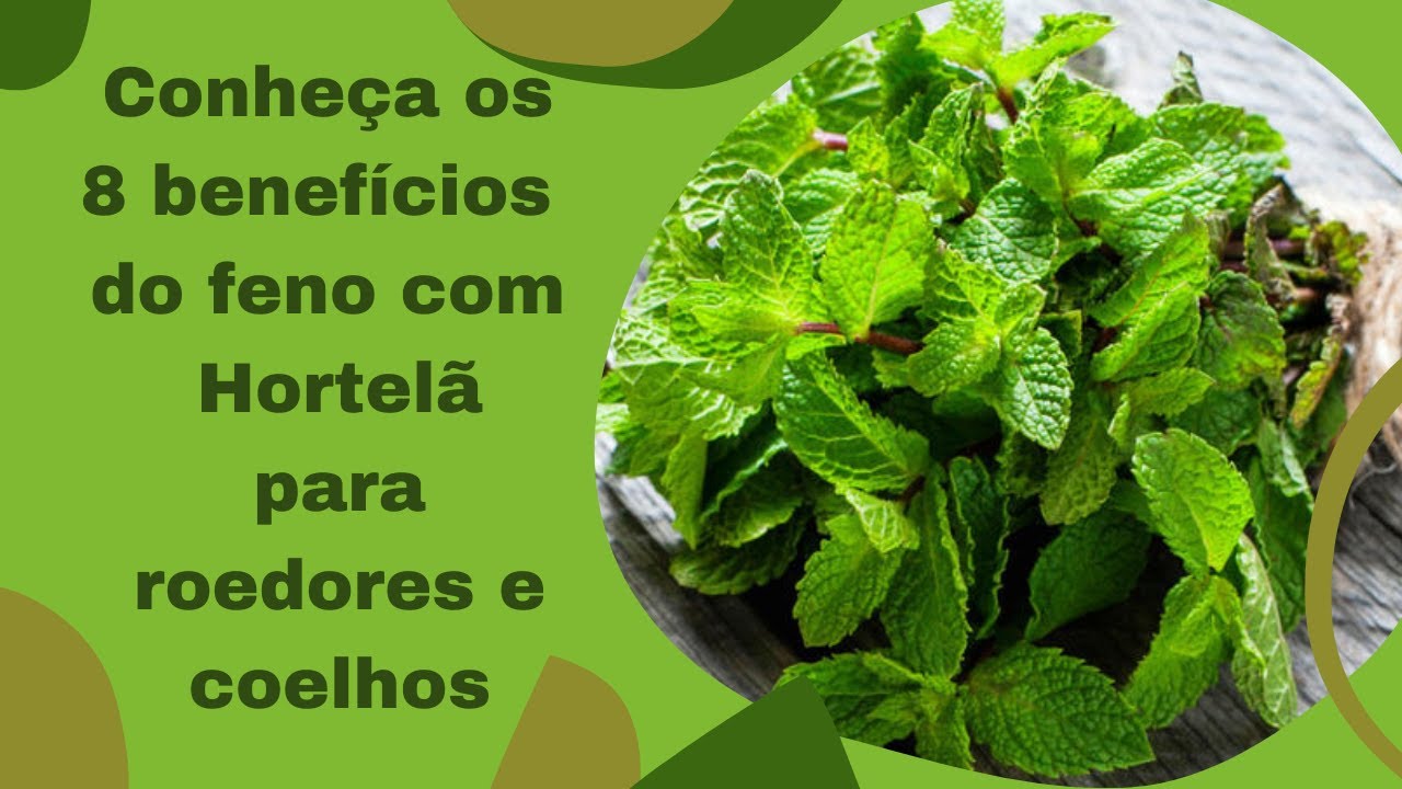 Conheça os 8 benefícios do Feno com Hortelã para Roedores e Coelhos