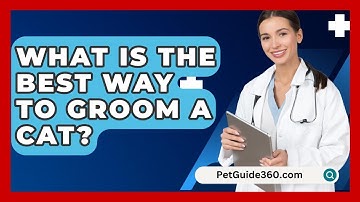 What Is The Best Way To Groom A Cat? - PetGuide360.com