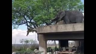 Elephant on the Roof!