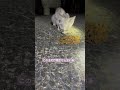 保護できなかった子猫たちと無責任な餌やりさん③