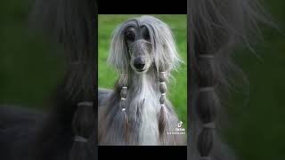 Top 10 most Beautiful dog breeds #dogbreed #dogbreeds #dogs #viral